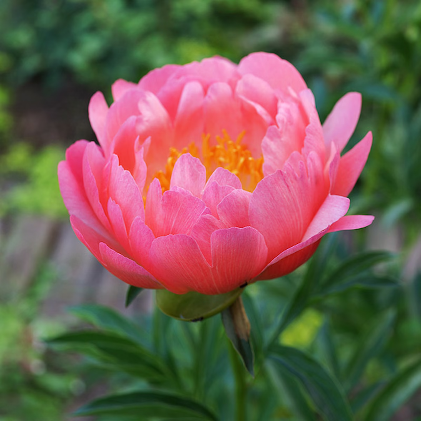 Коралловый пион Корал Сансет (Coral Sunset)