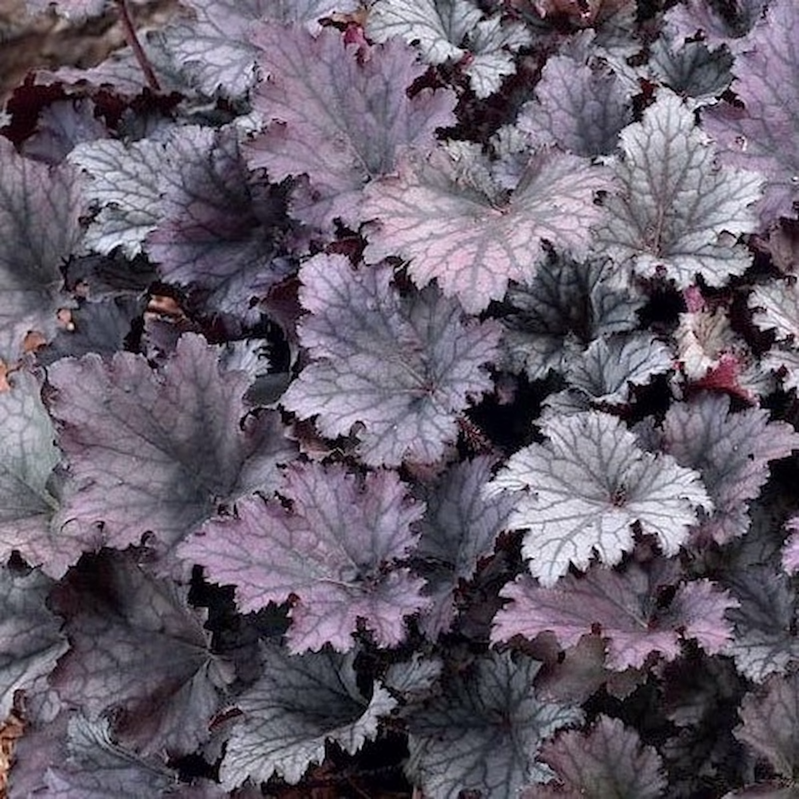 Гейхера Frosted Violet — Гейхера Frosted Violet