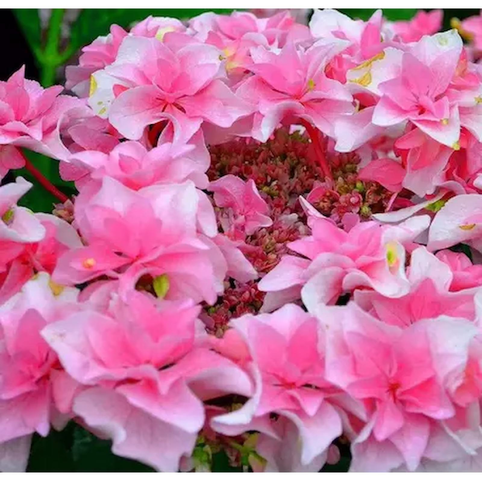 Гортензия крупнолистная Franz Hot Pink — Гортензия крупнолистная Franz Hot Pink