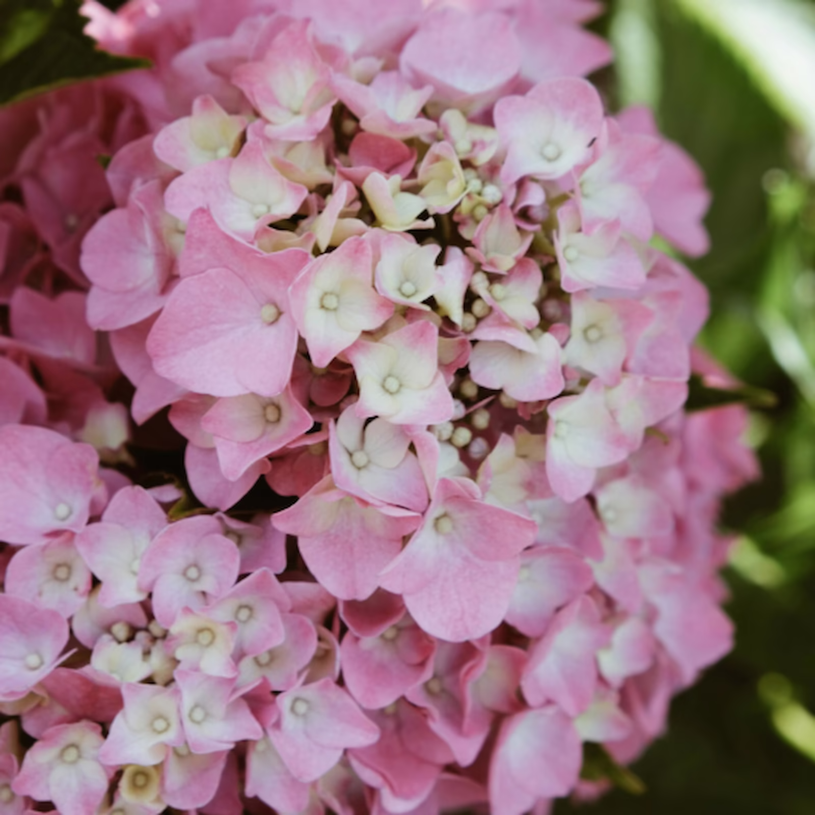 Гортензия крупнолистная Hortbax Pink — Гортензия крупнолистная Hortbax Pink