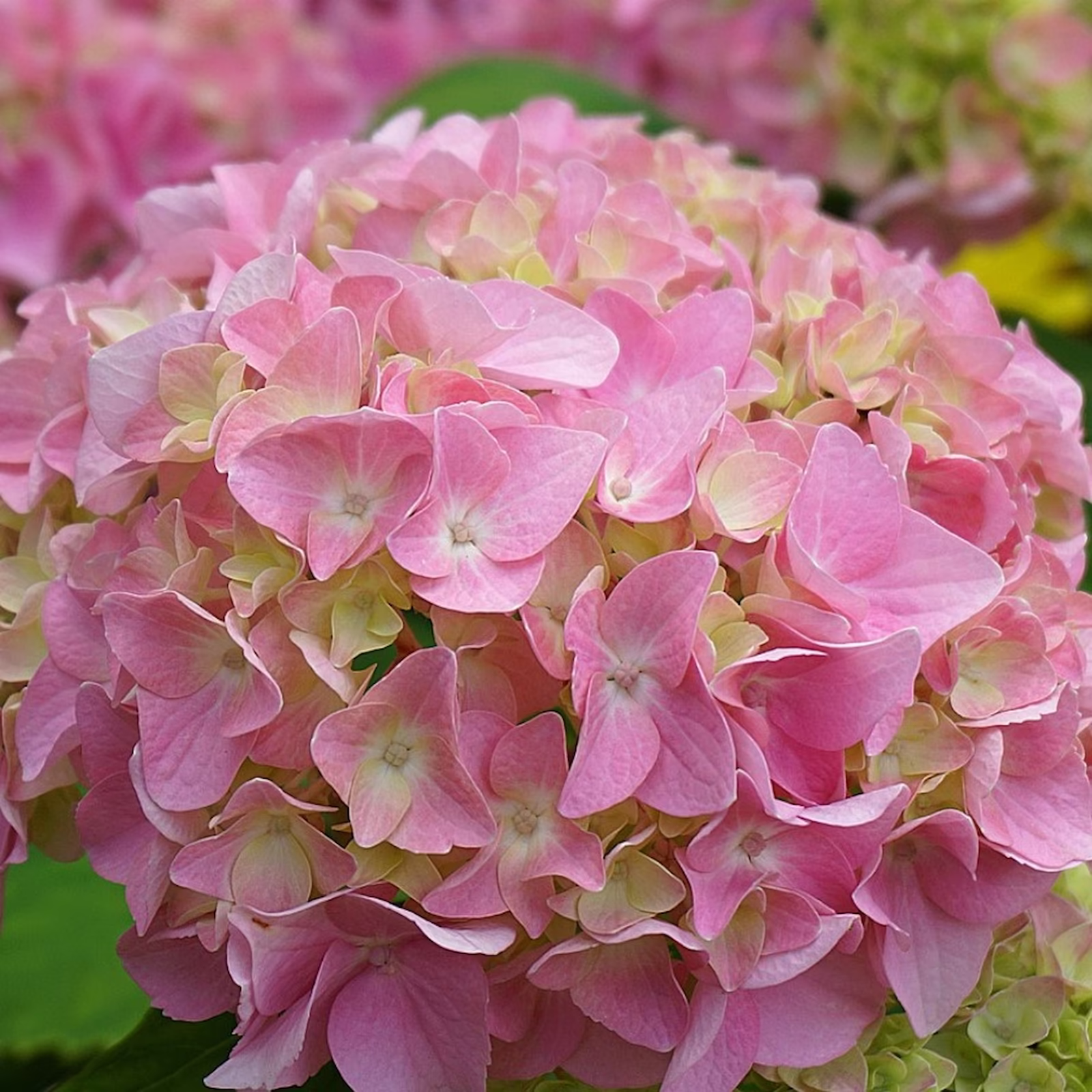 Гортензия крупнолистная Pink Sensation — Гортензия крупнолистная Pink Sensation