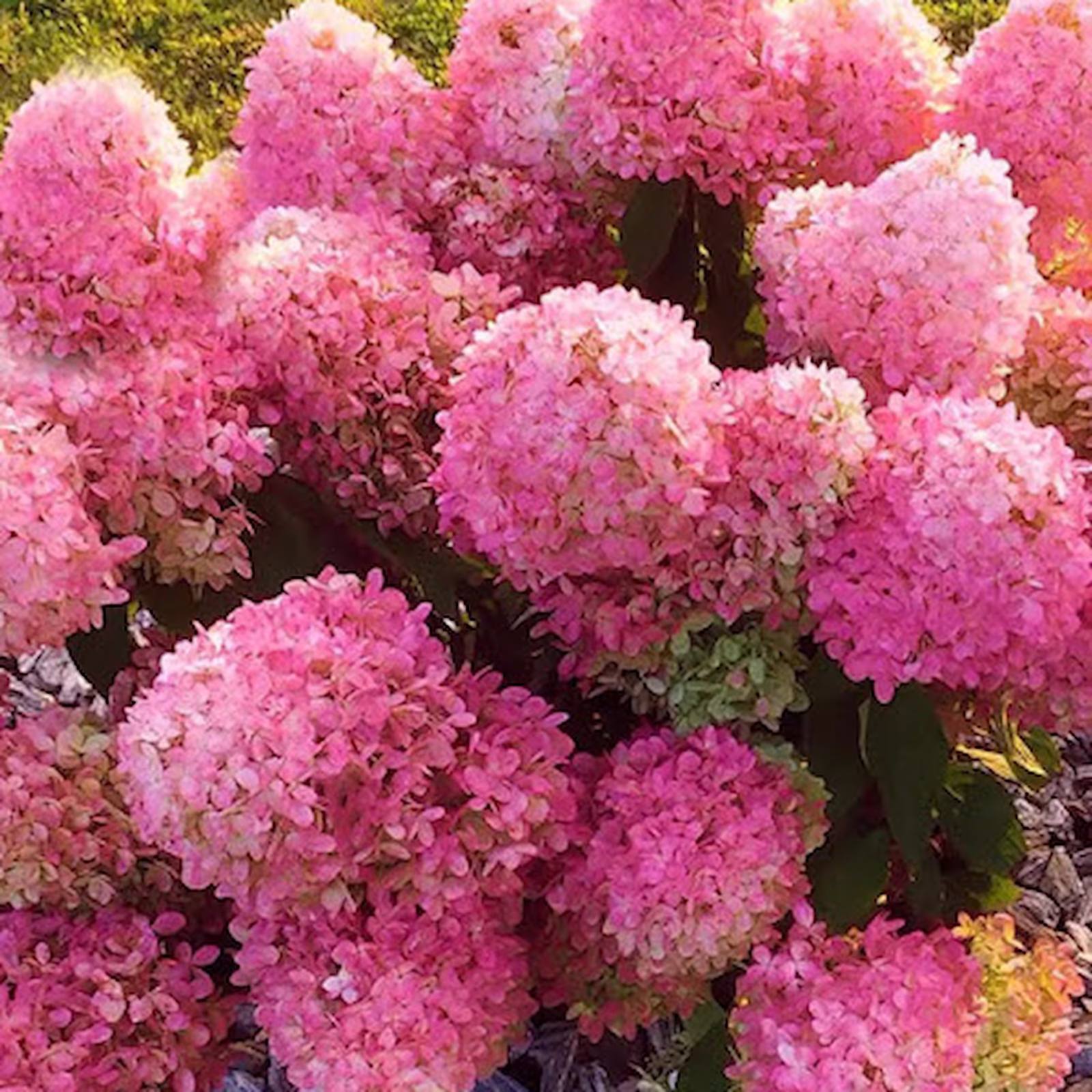 Гортензия метельчатая Gardenlight Pinklight — Гортензия метельчатая Gardenlight Pinklight