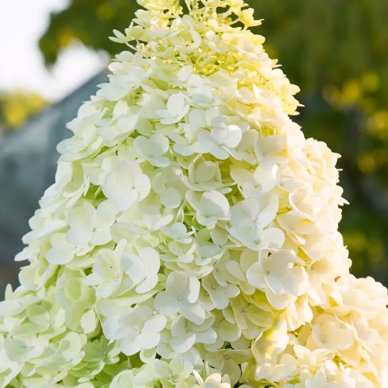 Гортензия метельчатая Меджикал Мунлайт — Гортензия метельчатая Меджикал Мунлайт
