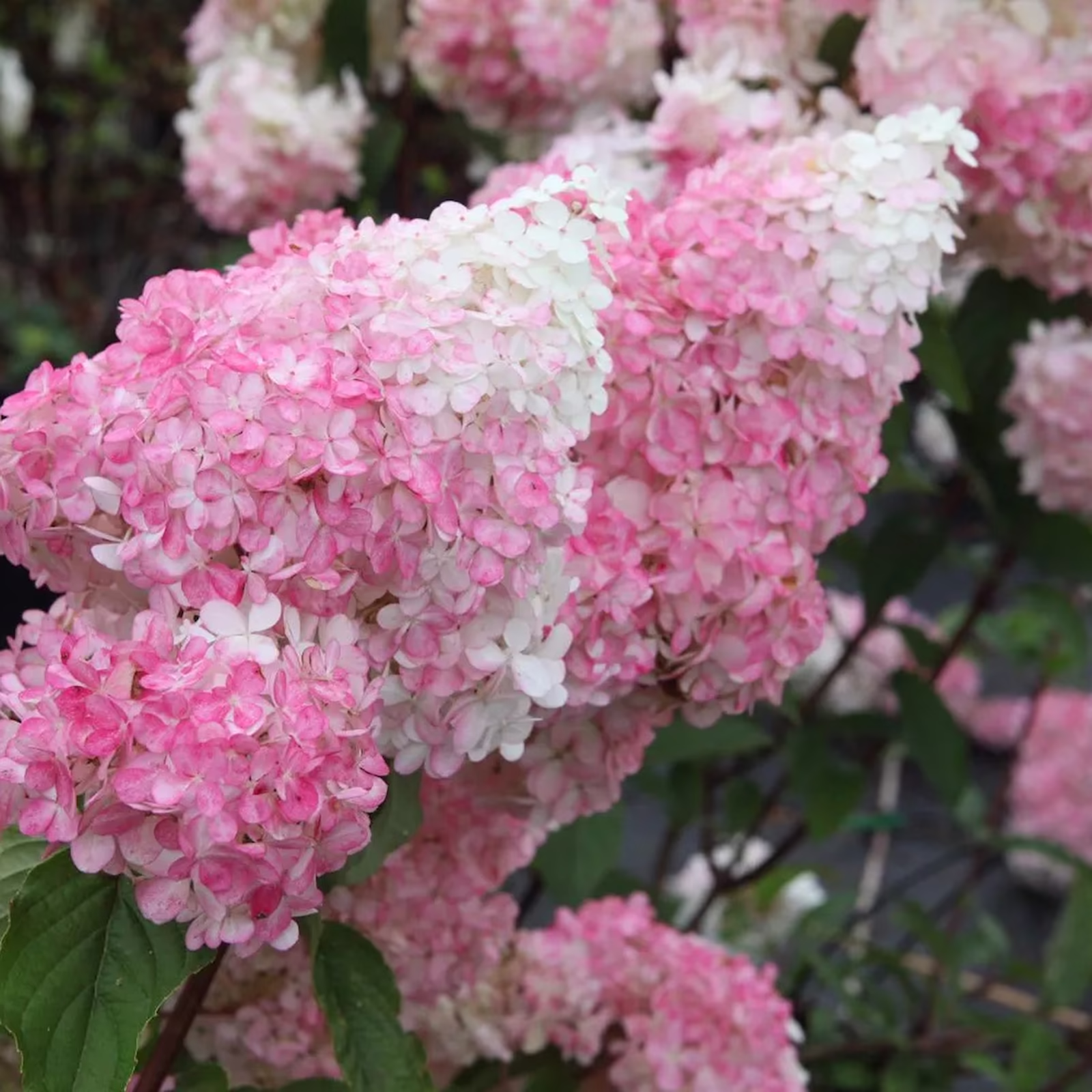 Гортензия метельчатая Vanille Fraise — Гортензия метельчатая Vanille Fraise