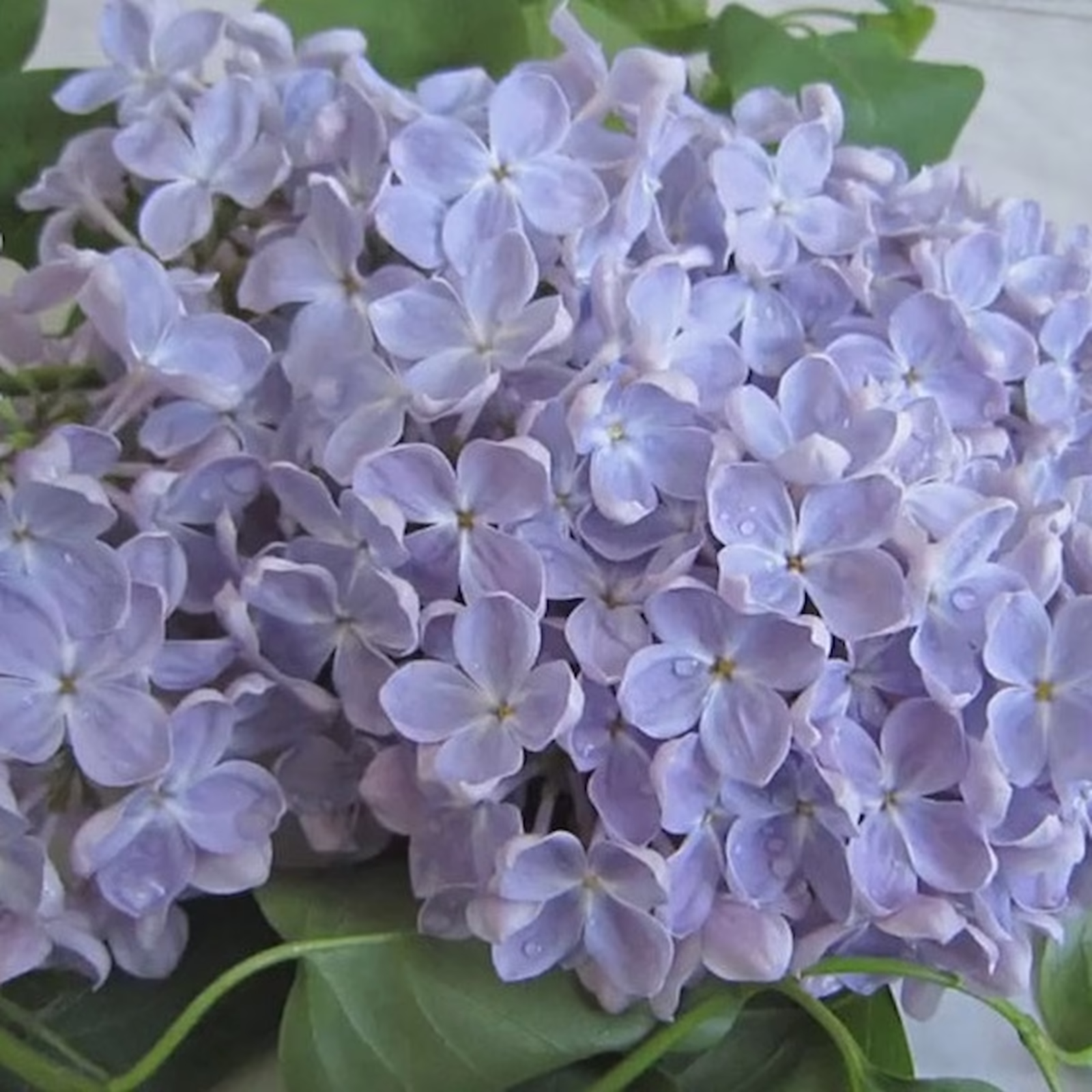 Сирень Ладога — Сирень Ладога