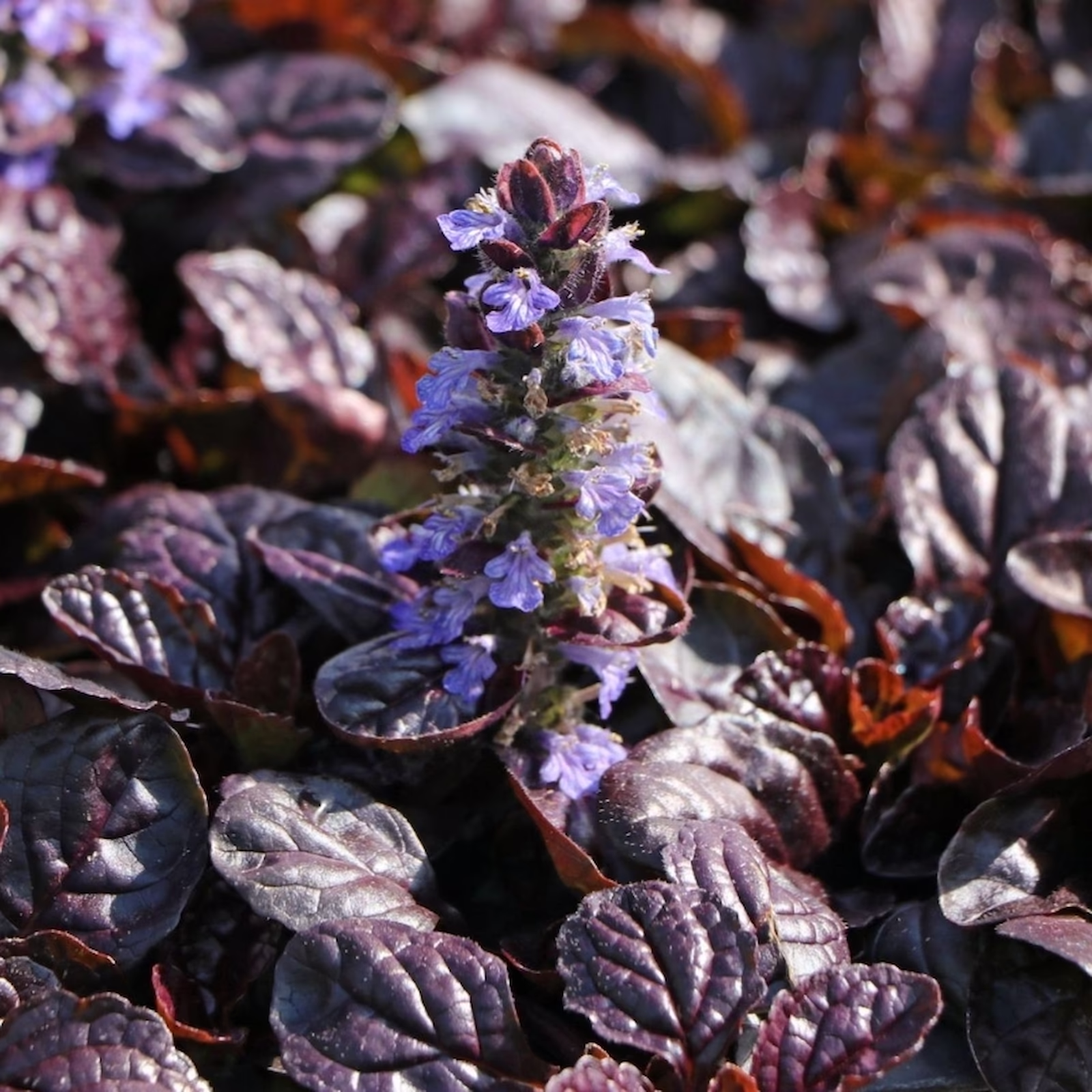 Живучка ползучая Atropurpurea — Живучка ползучая Atropurpurea